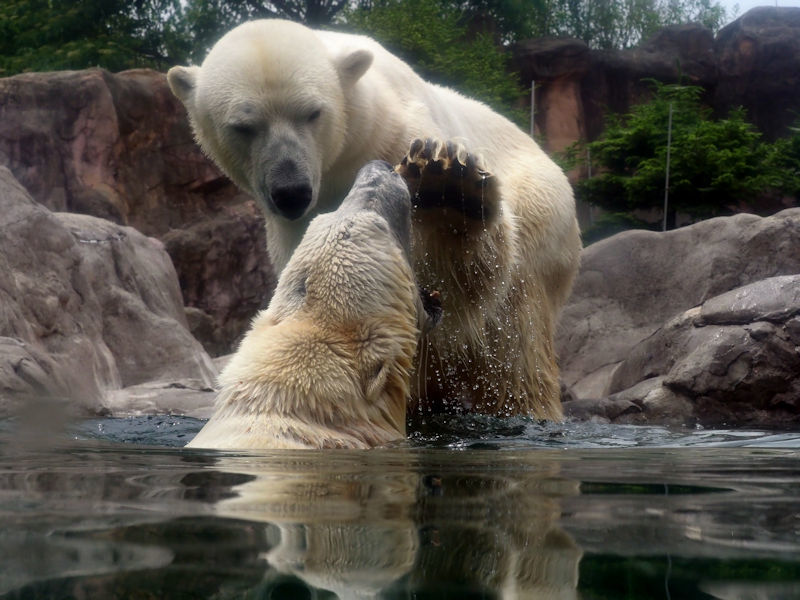 カイとポーラ 動物園放浪記