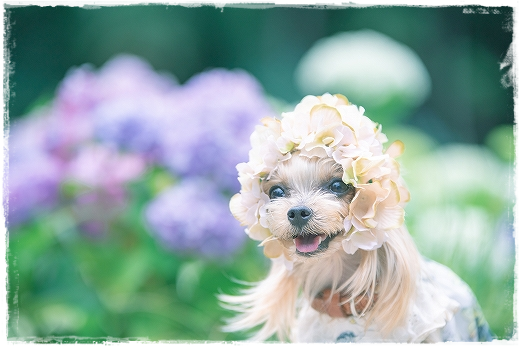 こなつ、紫陽花の妖精になる。_d0179828_10354089.png
