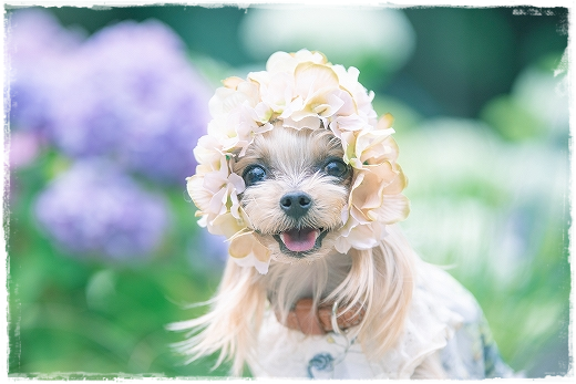 こなつ、紫陽花の妖精になる。_d0179828_10354548.png