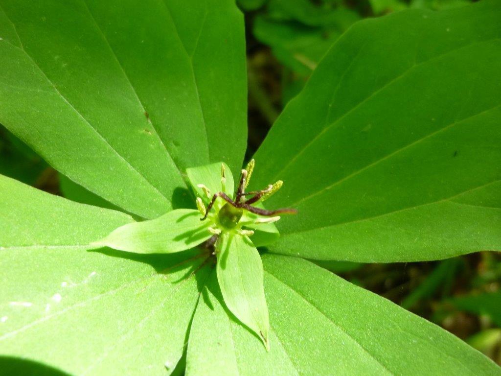 磐梯山の動植物_b0298935_16224782.jpg