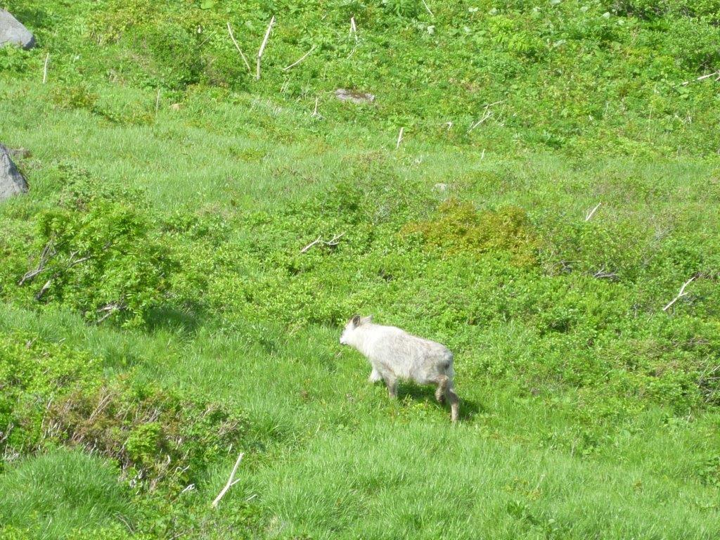 磐梯山の動植物_b0298935_18022469.jpg