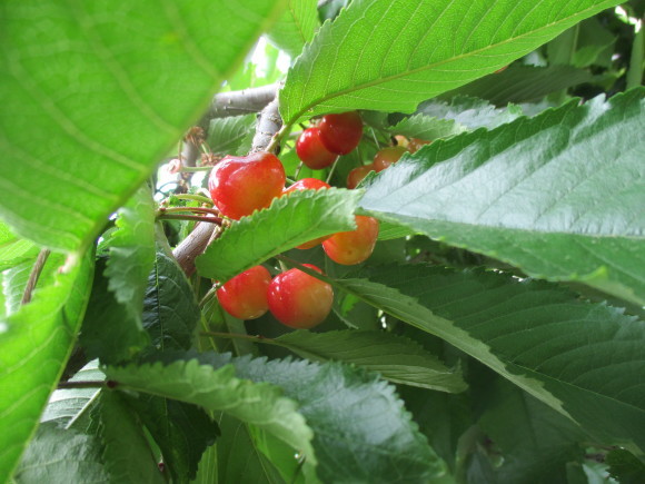 a0279743_12221149.jpg