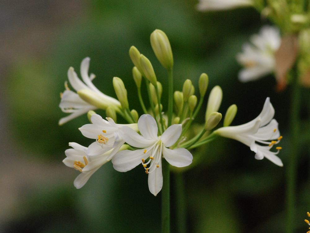 今日も白花で爽やかに_e0340143_07411910.jpg