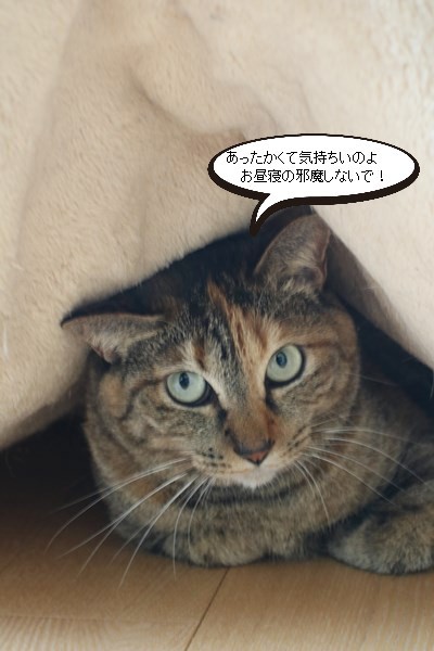 梅雨寒な一日_e0151545_19170307.jpg
