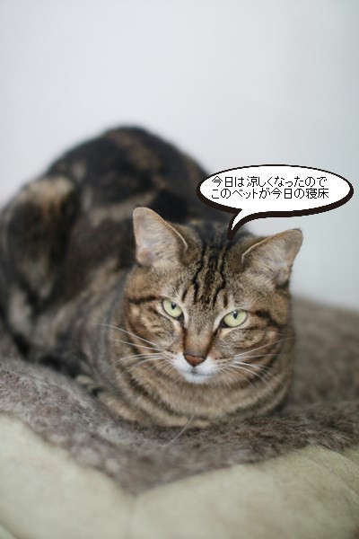 梅雨寒な一日_e0151545_19173295.jpg