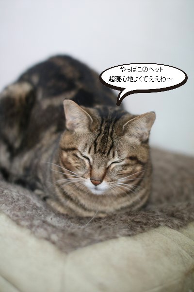 梅雨寒な一日_e0151545_19174342.jpg
