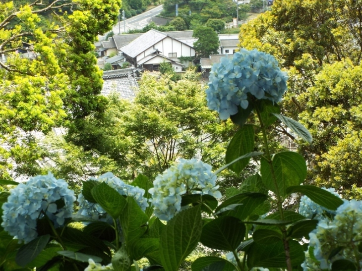 紫陽花　楊谷寺　＃５_a0355356_10315648.jpg