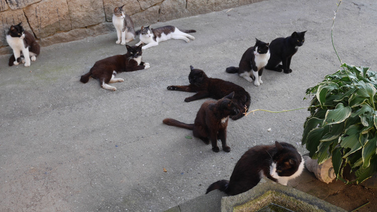 日陰に涼む島の猫_f0130879_22572359.jpg