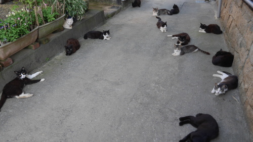 日陰に涼む島の猫_f0130879_22572723.jpg