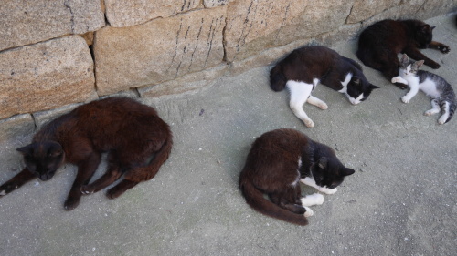 日陰に涼む島の猫_f0130879_22574151.jpg