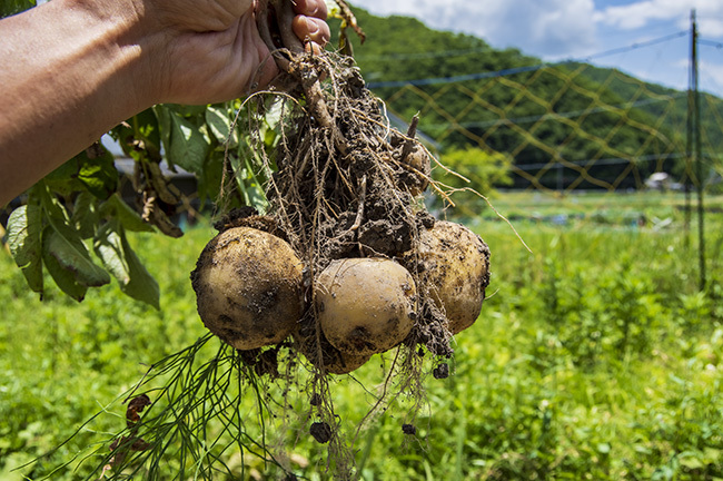 重いほど嬉しいもの_c0168780_18435319.jpg