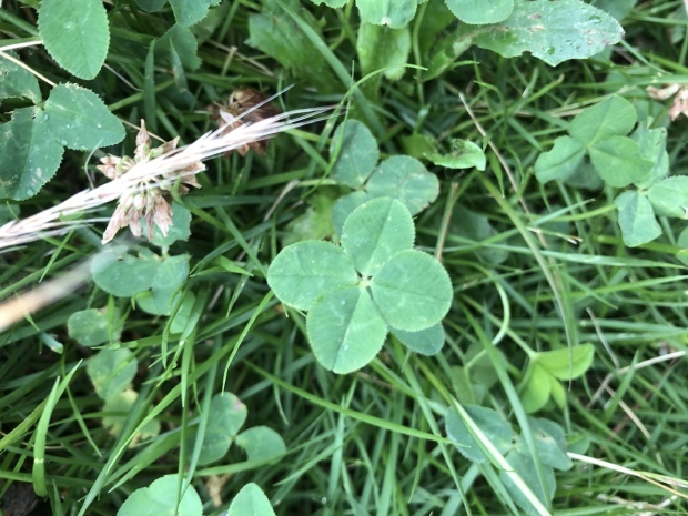b0377882_18113288.jpeg