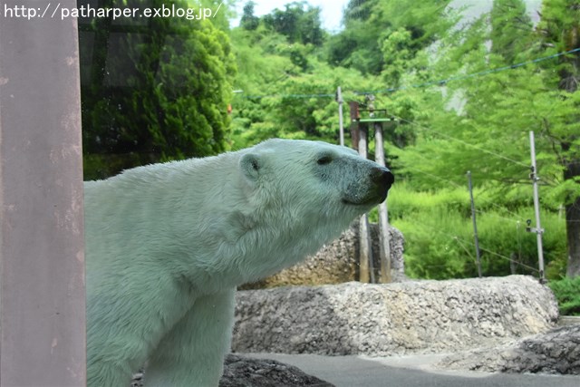 2019年6月 とくしま動物園 その1_a0052986_7184948.jpg