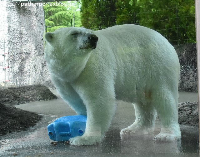 2019年6月 とくしま動物園 その1_a0052986_7193986.jpg