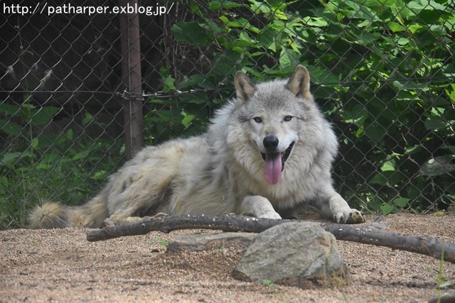 2019年6月 とくしま動物園 その1_a0052986_7201538.jpg