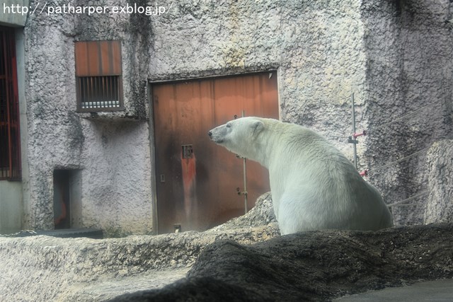 2019年6月 とくしま動物園 その1_a0052986_7225145.jpg
