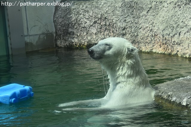 2019年6月 とくしま動物園 その1_a0052986_722597.jpg