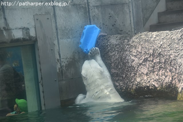 2019年6月 とくしま動物園 その1_a0052986_723375.jpg