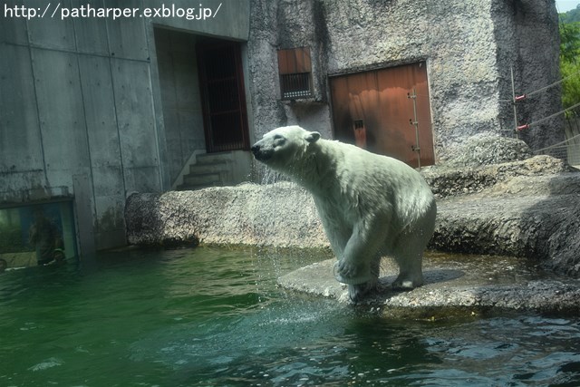 2019年6月 とくしま動物園 その1_a0052986_7241118.jpg