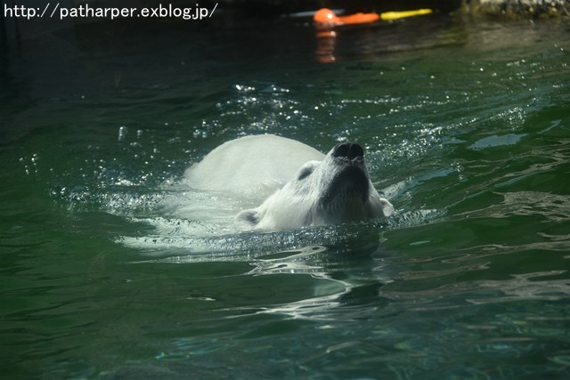 2019年6月 とくしま動物園 その1_a0052986_7244062.jpg