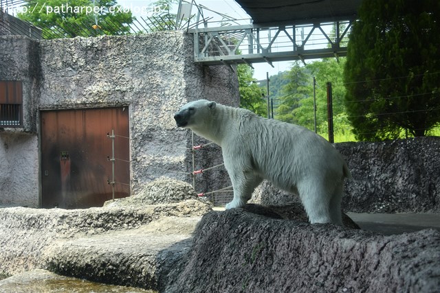2019年6月 とくしま動物園 その1_a0052986_7252373.jpg