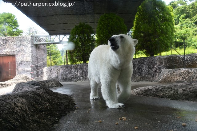 2019年6月 とくしま動物園 その1_a0052986_7264549.jpg
