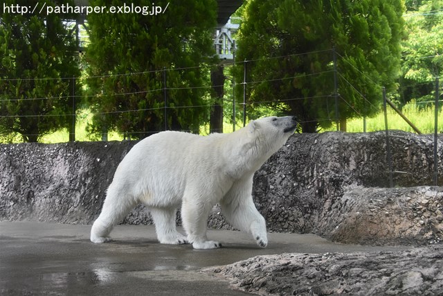 2019年6月 とくしま動物園 その1_a0052986_727048.jpg