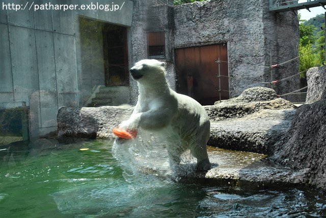 2019年6月 とくしま動物園 その1_a0052986_7334977.jpg