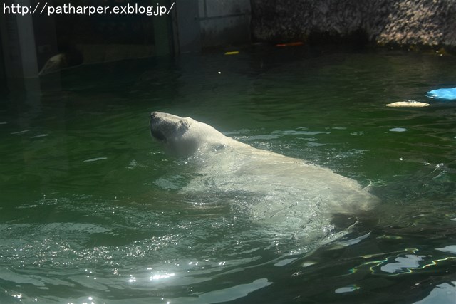 2019年6月 とくしま動物園 その1_a0052986_7342631.jpg