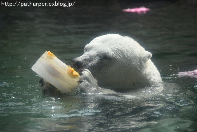 2019年6月 とくしま動物園 その1_a0052986_736016.jpg