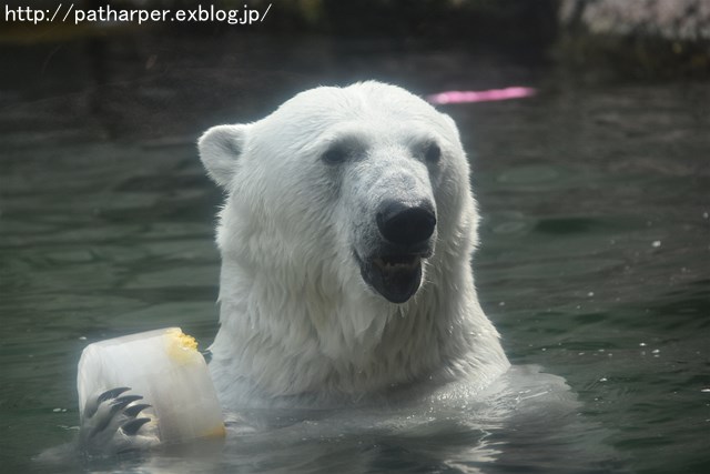 2019年6月 とくしま動物園 その1_a0052986_7361771.jpg