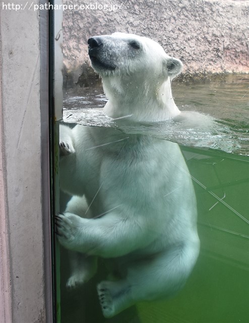 2019年6月 とくしま動物園 その1_a0052986_7365181.jpg