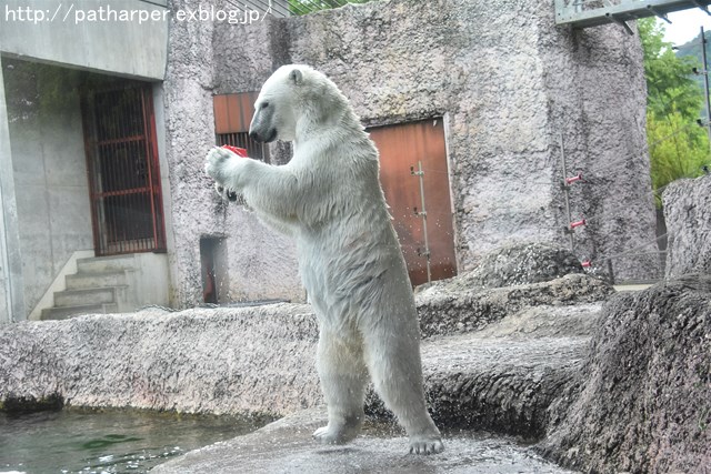 2019年6月 とくしま動物園 その1_a0052986_7375276.jpg