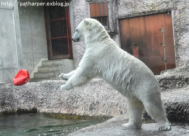 2019年6月 とくしま動物園 その1_a0052986_7381154.jpg