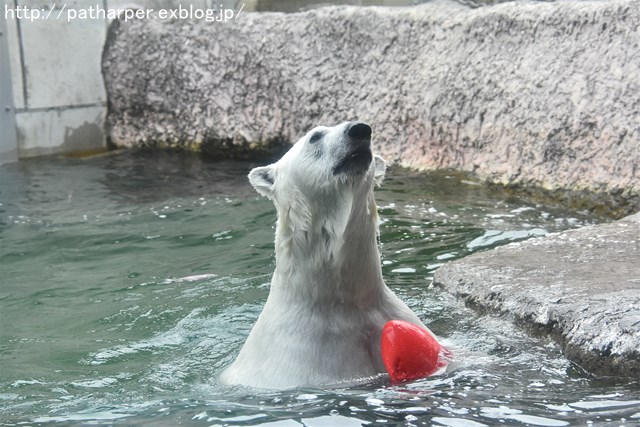 2019年6月 とくしま動物園 その1_a0052986_7393511.jpg