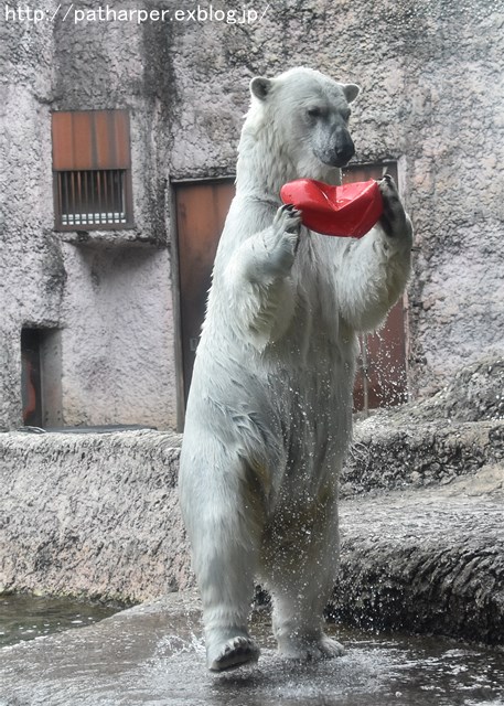 2019年6月 とくしま動物園 その1_a0052986_7435386.jpg