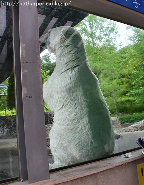 2019年6月 とくしま動物園 その1_a0052986_7441226.jpg