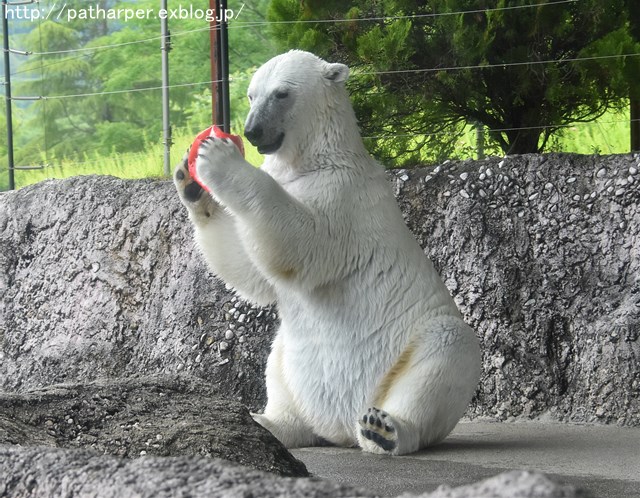 2019年6月 とくしま動物園 その1_a0052986_7443014.jpg