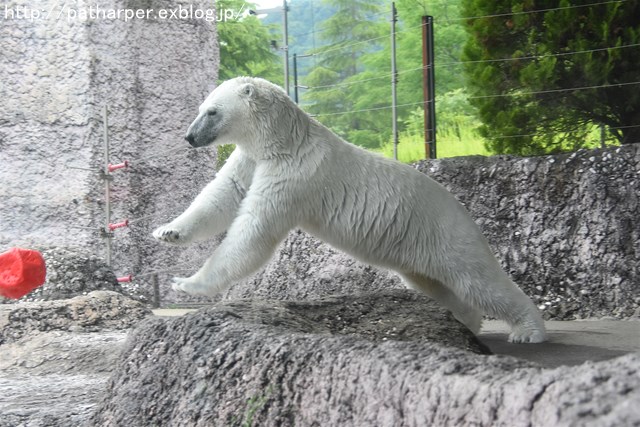 2019年6月 とくしま動物園 その1_a0052986_7444613.jpg
