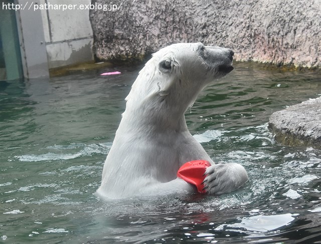 2019年6月 とくしま動物園 その1_a0052986_7445668.jpg