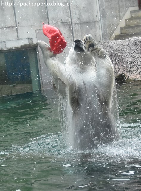 2019年6月 とくしま動物園 その1_a0052986_7451552.jpg