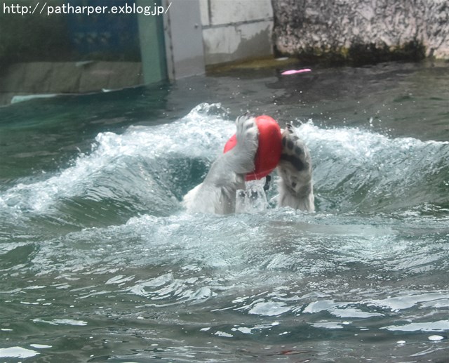 2019年6月 とくしま動物園 その1_a0052986_7452583.jpg