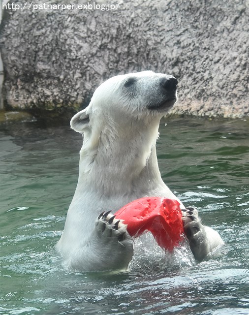 2019年6月 とくしま動物園 その1_a0052986_746160.jpg