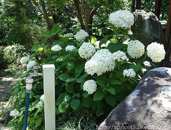 庭に咲いたアジサイ・アナベルの花_c0293787_15491564.jpg