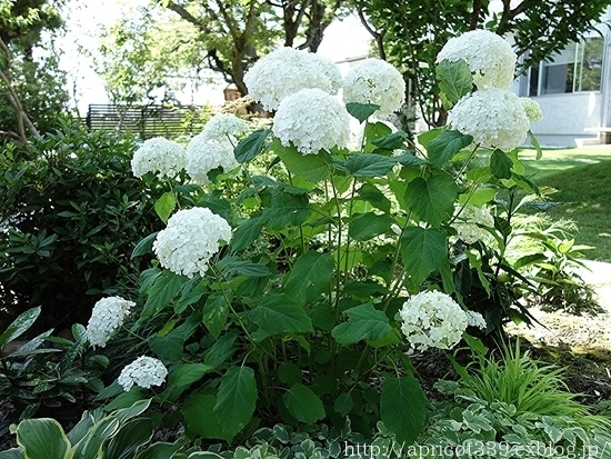 庭に咲いたアジサイ・アナベルの花_c0293787_15492468.jpg