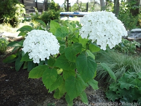 庭に咲いたアジサイ・アナベルの花_c0293787_15500693.jpg