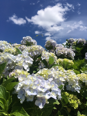 7月のお知らせ_d0261589_20323142.jpg