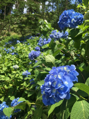 7月のお知らせ_d0261589_20330183.jpg