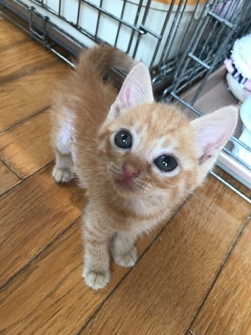 負傷収容だった子猫のこごみくん_f0242002_09492004.jpg