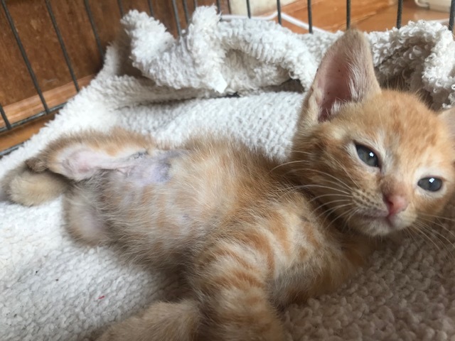 負傷収容だった子猫のこごみくん_f0242002_09492801.jpg